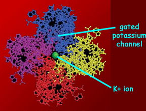 protein potassium ion channel