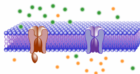 electro-colloidal behavior in excitable membranes